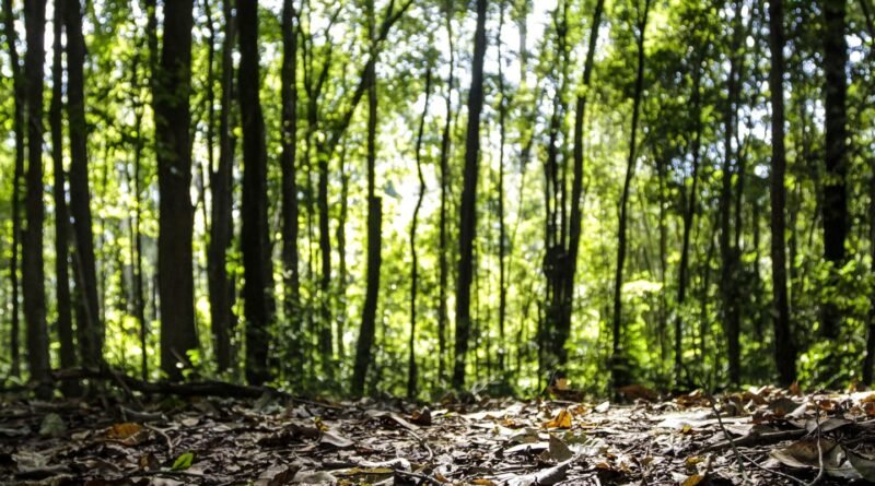 Produção florestal do país cresce 16,7% e chega a R$ 44,3 bi em 2024
